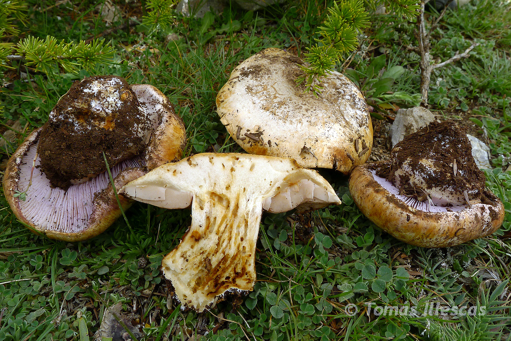 Subgénero Phlegmacium