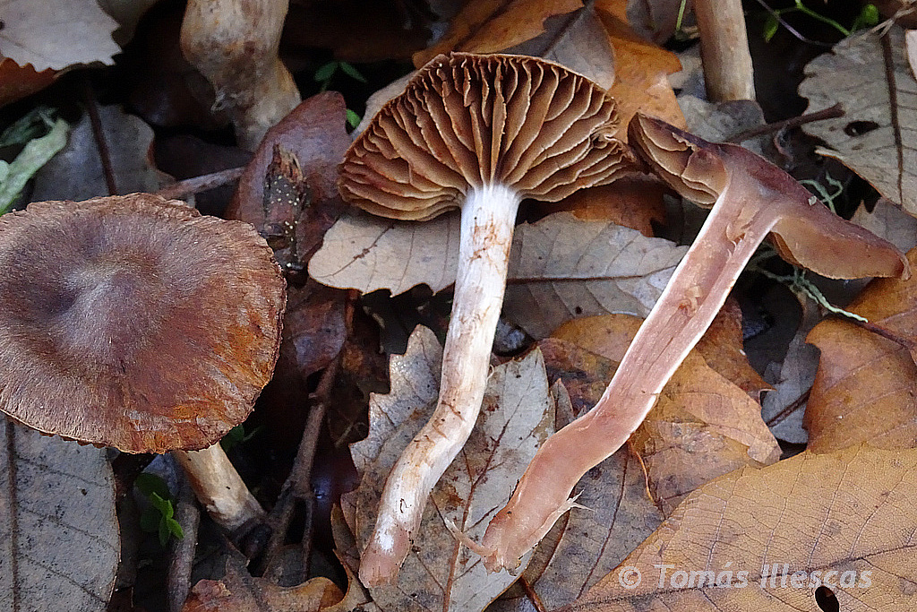 Subgénero Telamonia