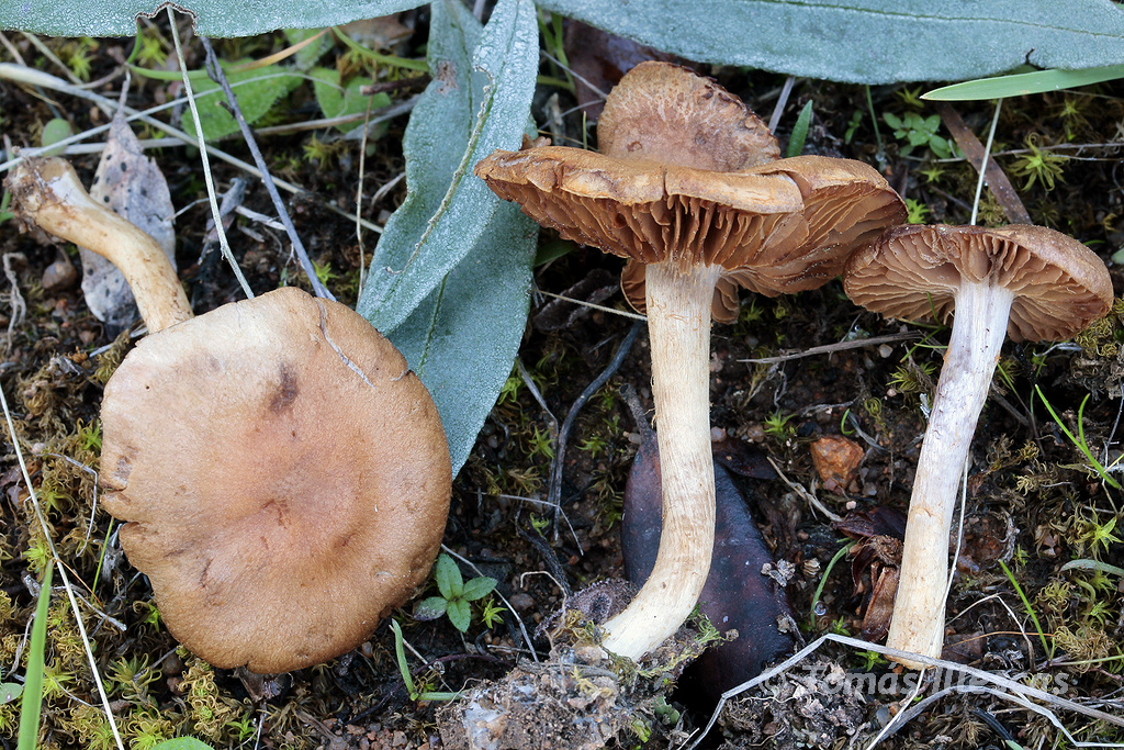Subgénero Telamonia