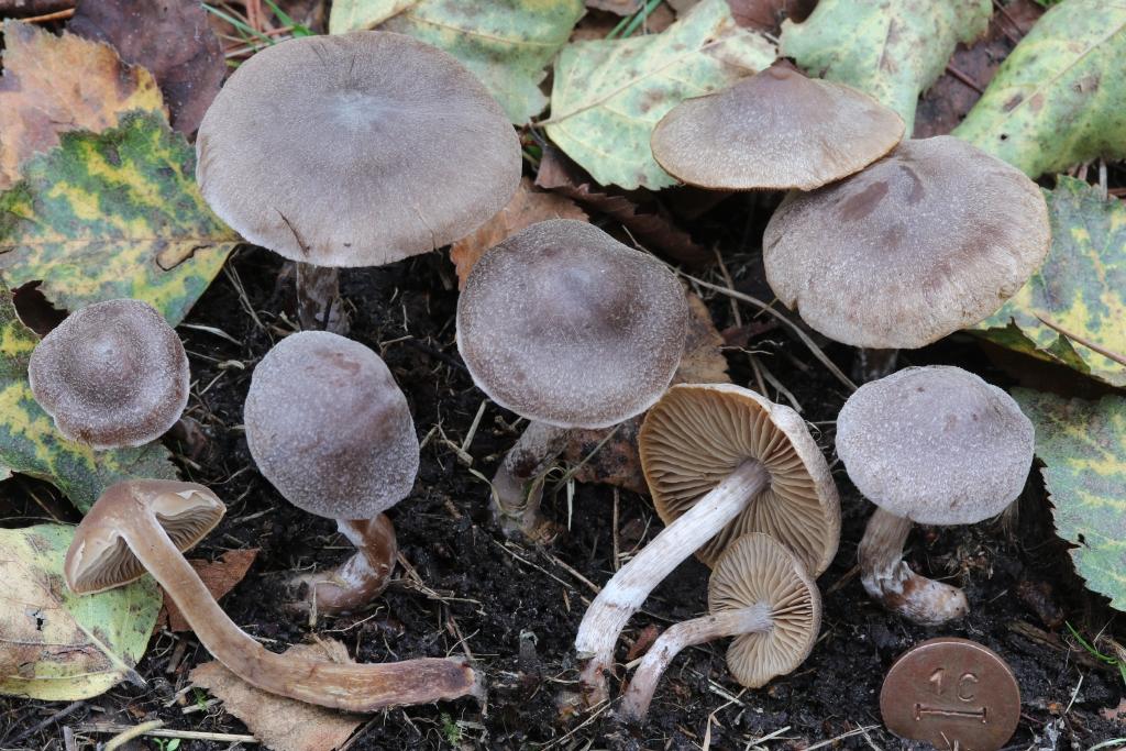 Subgénero Telamonia