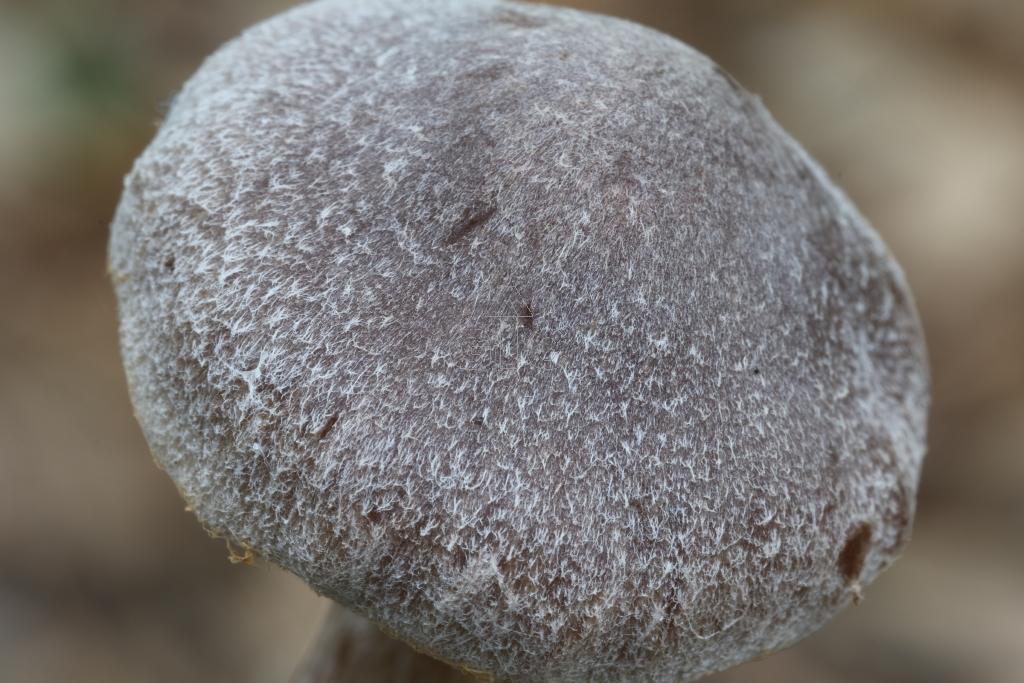 Subgénero Telamonia