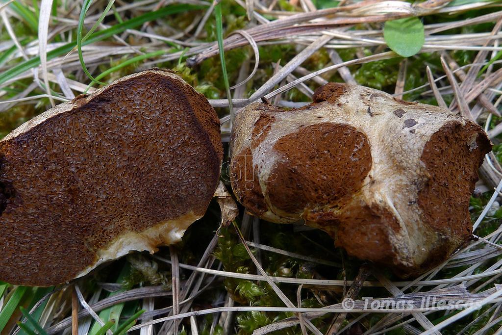 Otros Cortinarius