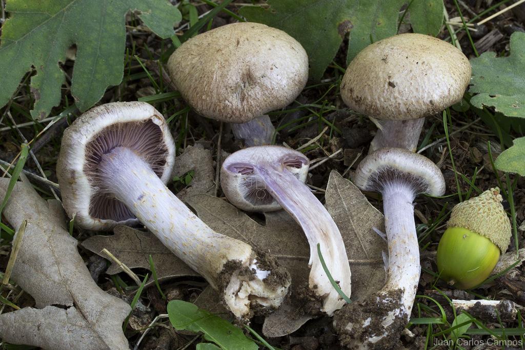 Subgénero Phlegmacium