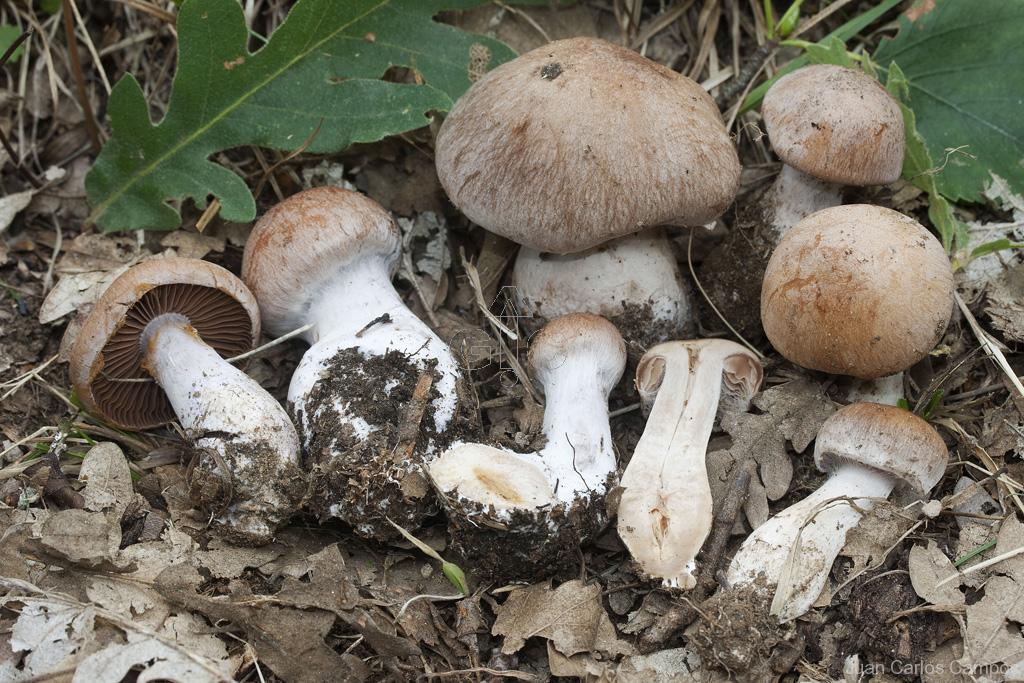 Subgénero Telamonia