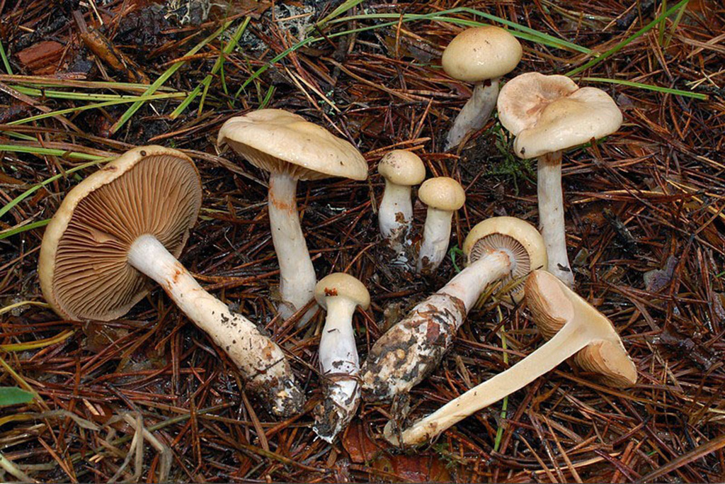 Subgénero Phlegmacium
