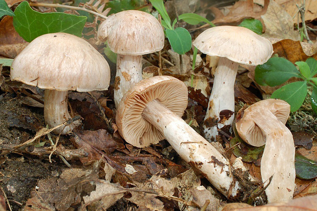 Subgénero Dermocybe
