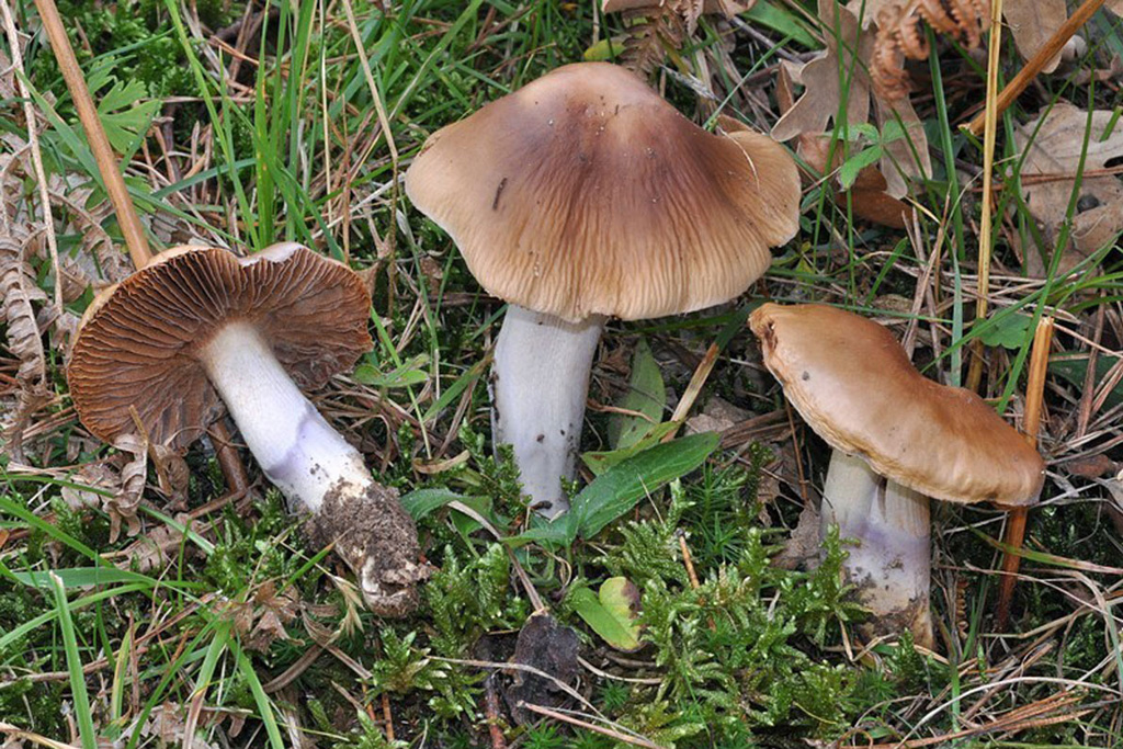 Subgénero Myxacium