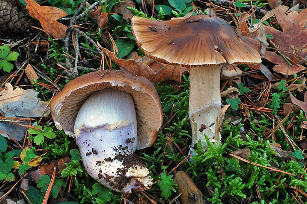 Subgénero Myxacium