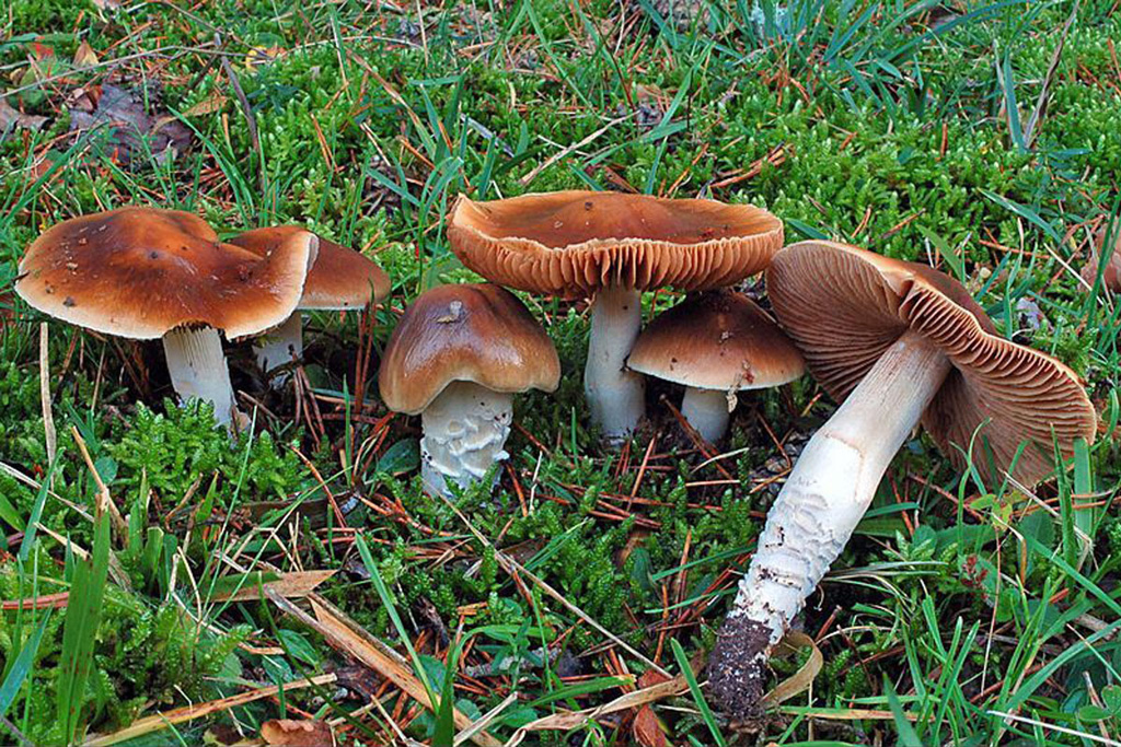 Subgénero Myxacium