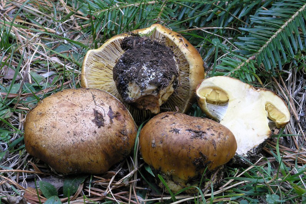 Subgénero Phlegmacium