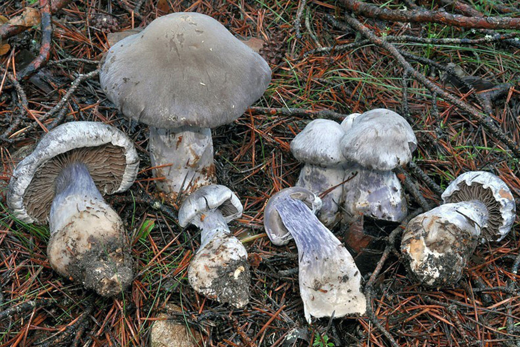 Subgénero Dermocybe