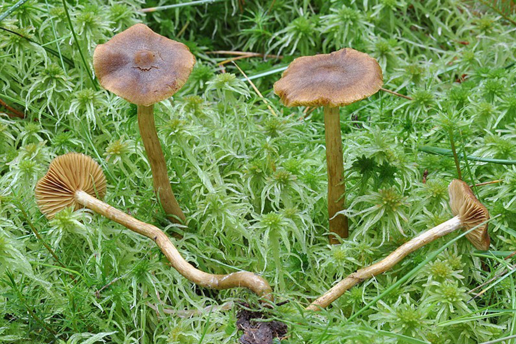 Cortinarius chrysolitus - Subgénero Dermocybe