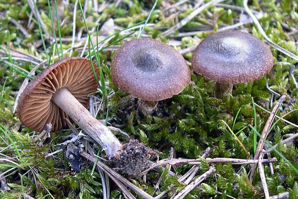 Subgénero Telamonia