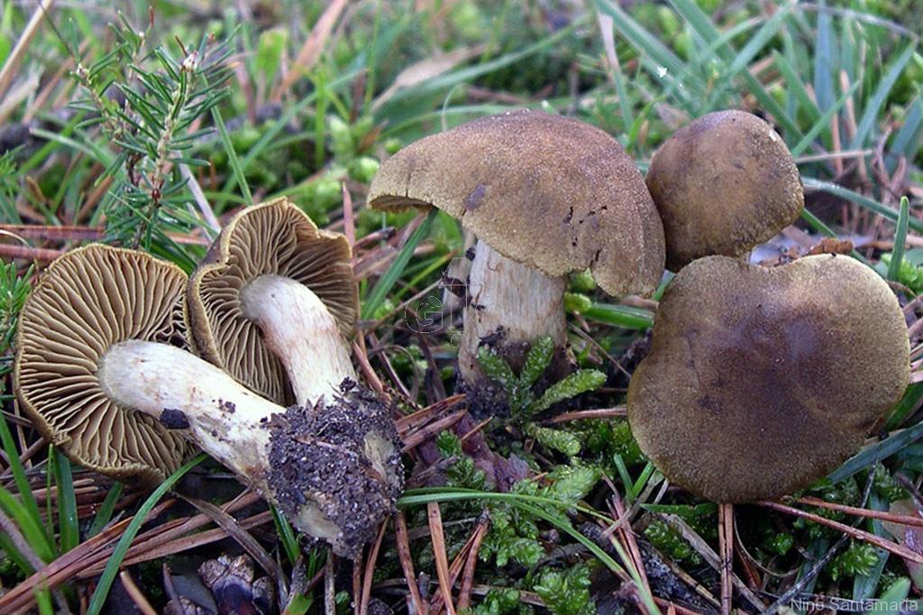 Subgénero Cortinarius