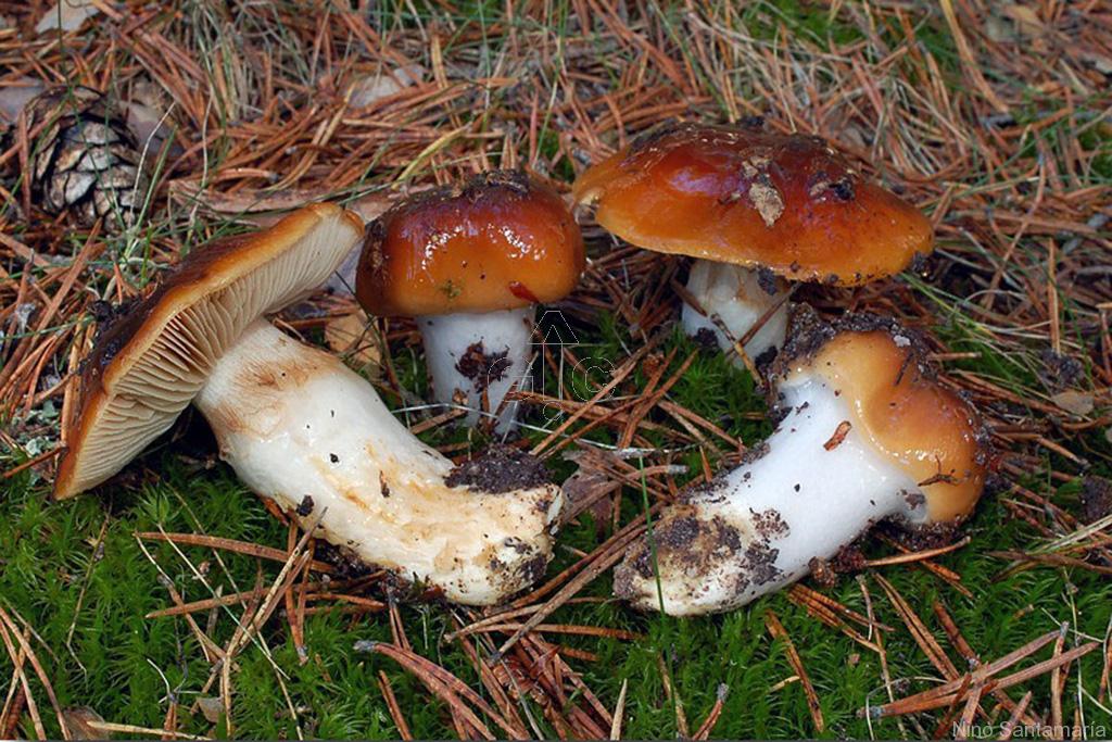 Subgénero Myxacium