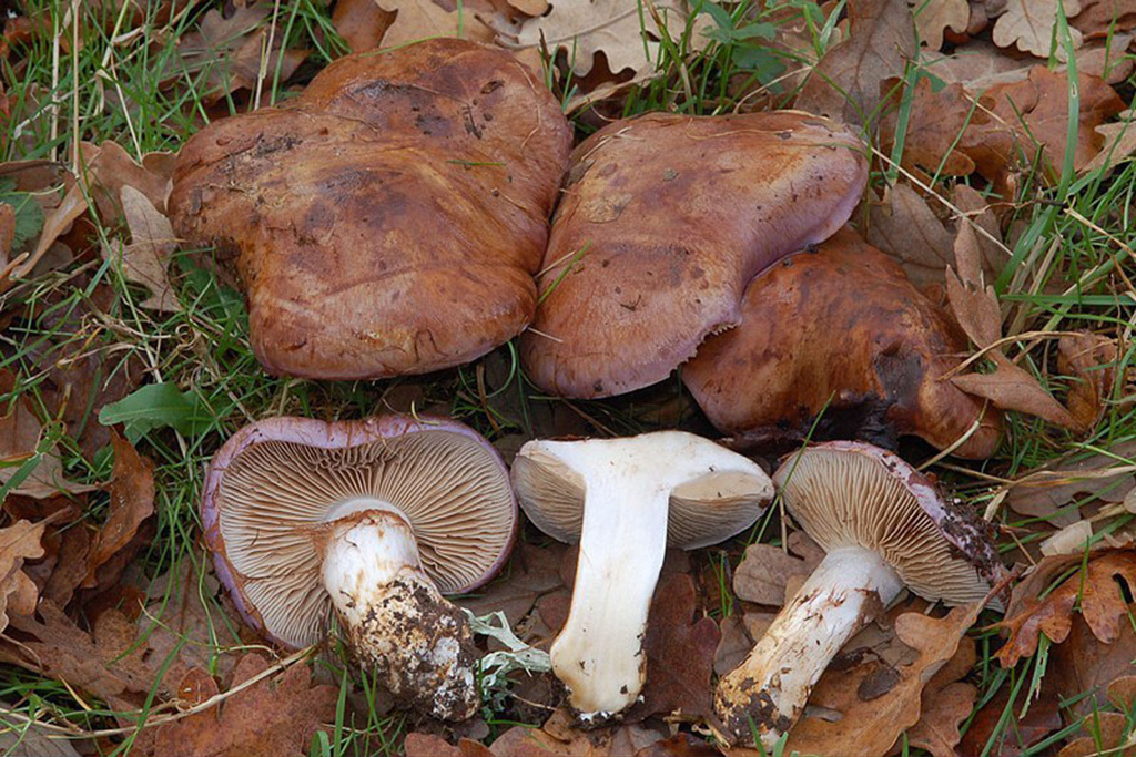 Cortinarius variicolor - Subgénero Phlegmacium