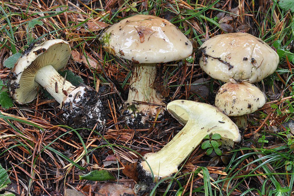 Subgénero Phlegmacium