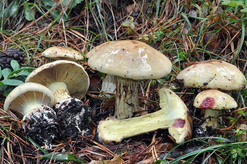 Subgénero Phlegmacium