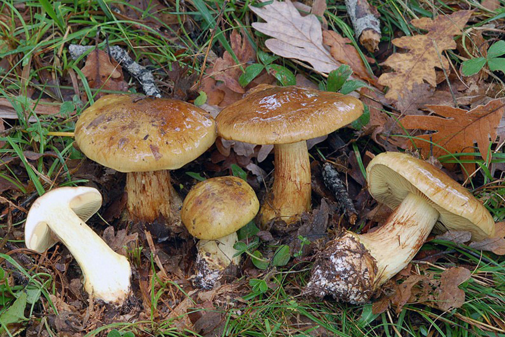 Subgénero Phlegmacium