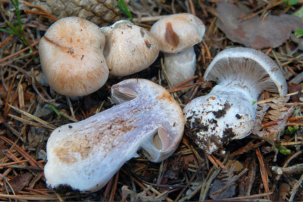 Subgénero Dermocybe