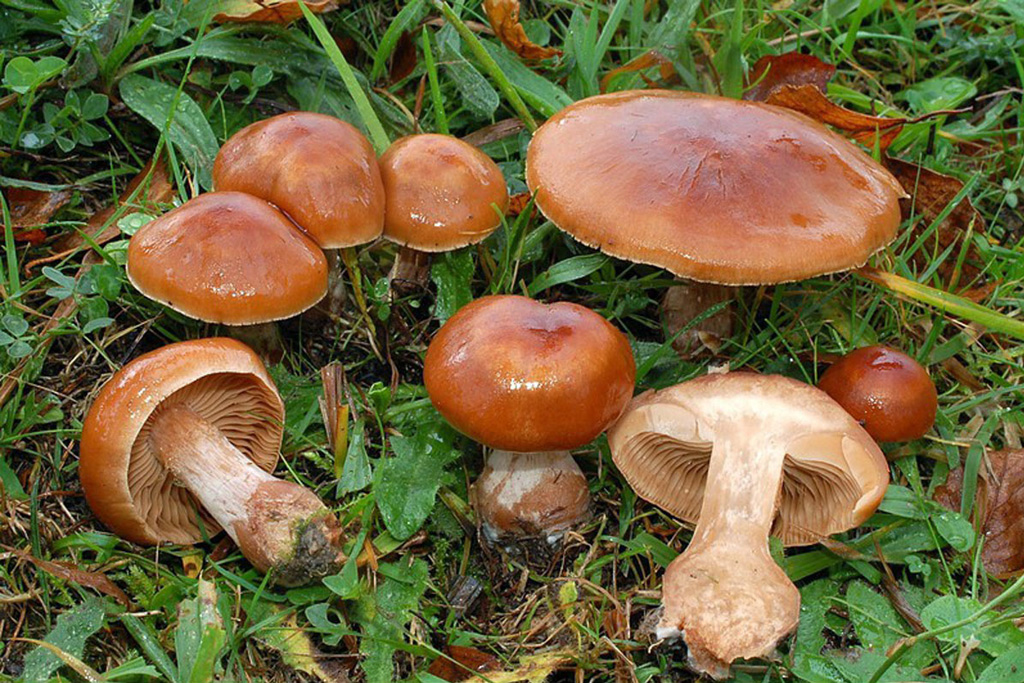 Subgénero Telamonia