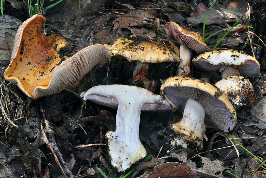 Subgénero Phlegmacium