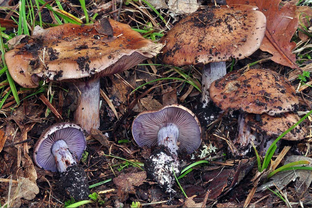 Cortinarius purpurascens - Subgénero Phlegmacium