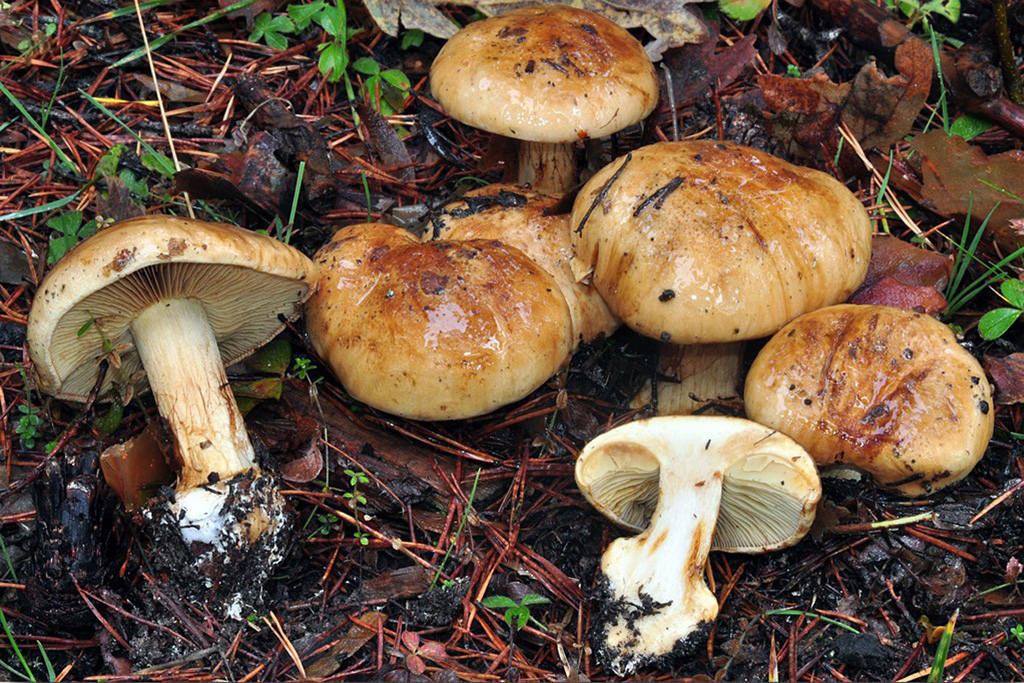 Subgénero Phlegmacium